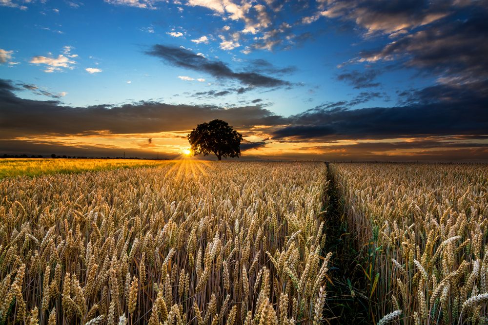 Sunset over the Field von Markus Immerheiser