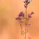 Schachbrett (Melanargia galathea)