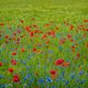 Mohn und Kornblumen