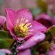 Christrose - Helleborus x glandorfensis 