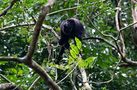 Howler Monkey am New River by Anja Gabi