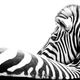 Liegendes Zebra