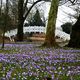 Krokuswiese im Wrlitzer Park