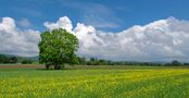 6180SC allein stehender Baum Panorama im Feld  Rinteln de rolffischer