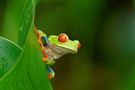 noch einmal ..... Rotaugenfrosch von Armin Brockner