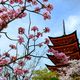 Miyajima - Pagode hinter Kirschblten