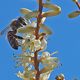 Butinage sur fleur de cordyline 	