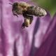 Biene im Flug mit vollen Taschen