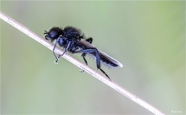 NaturMakros Bilder & Fotos