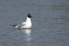 Mouette rieuse de Rose10