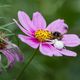 la fleur, le bourdon et la thomise