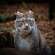 Luchs