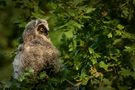  Waldohreule (Asio otus) von Frank Seifert