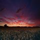 Ein Sonnenuntergang im Kornfeld