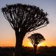 sunset at the quiver tree forest