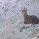 Gmsgeis im Schneetreiben