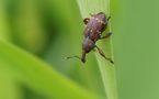 Rüsselkäfer (Hylobius transversovittatus)  von Ayubowan