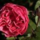 Rote Rose im Herbst