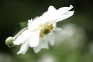weisse Blume von Andreas St. Brey 