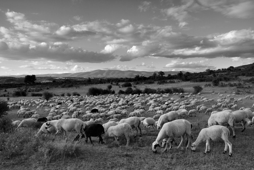 Ovejas en el pasto by José Ramón Miguel 