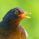 Amsel DSC01619