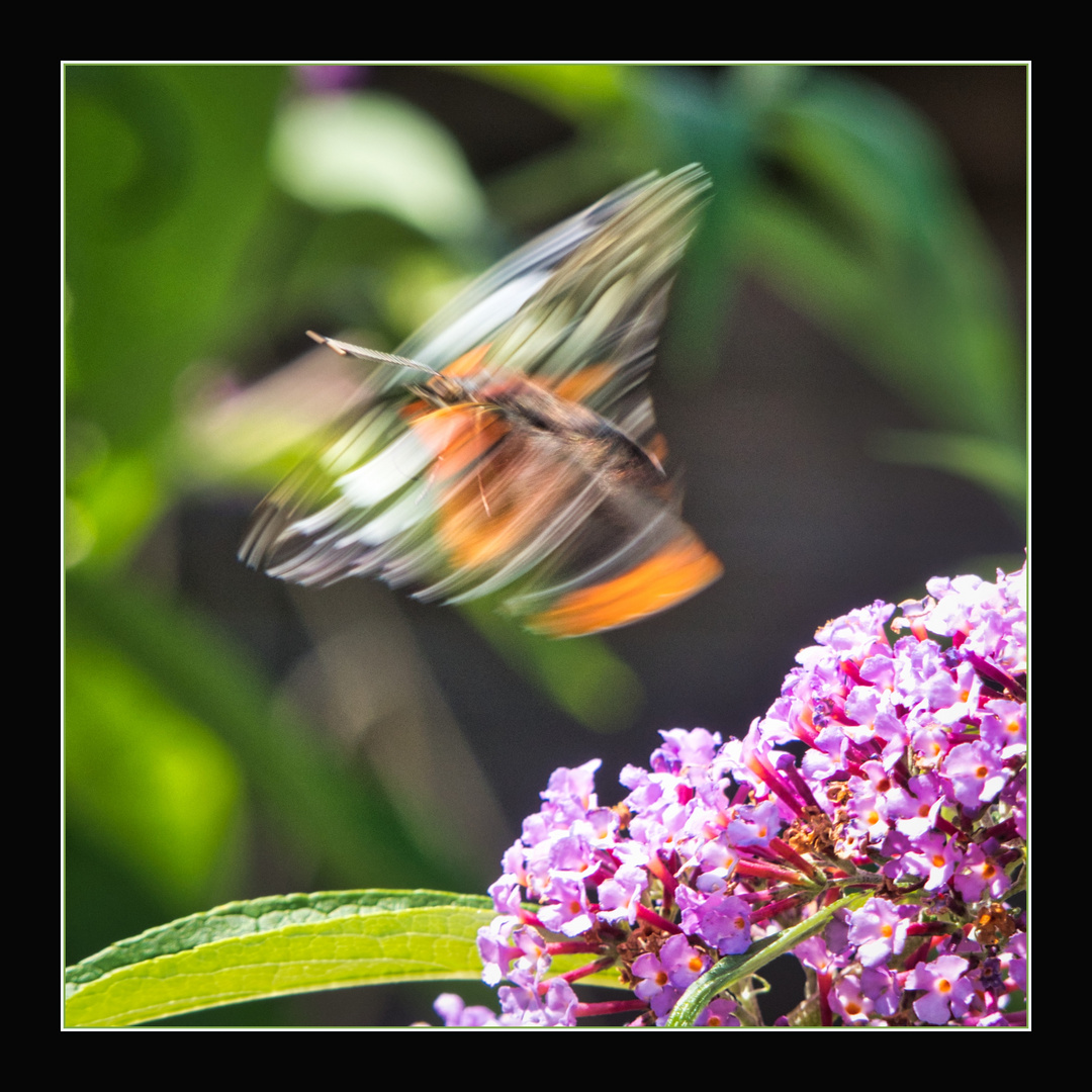 Da beam ich mich doch gleich weg - fliegen kann doch jeder....!