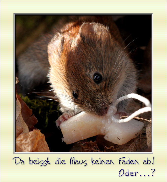 Da beisst die Maus keinen Faden ab!