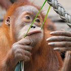 Da bekommt der Begriff Zahnseide eine völlig neue Bedeutung