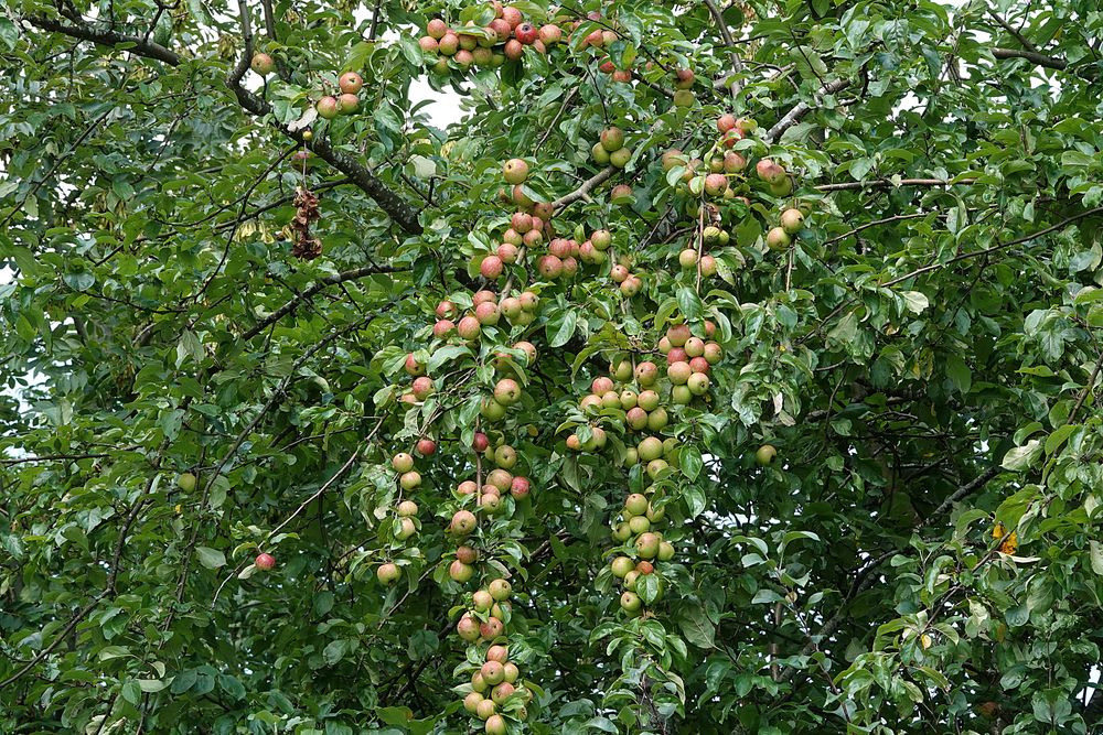 da biegen sich die Äste vor Äpfel Foto & Bild äpfel, natur, früchte