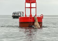 Da bin ich doch immer hochgeklettert.DSC_5842