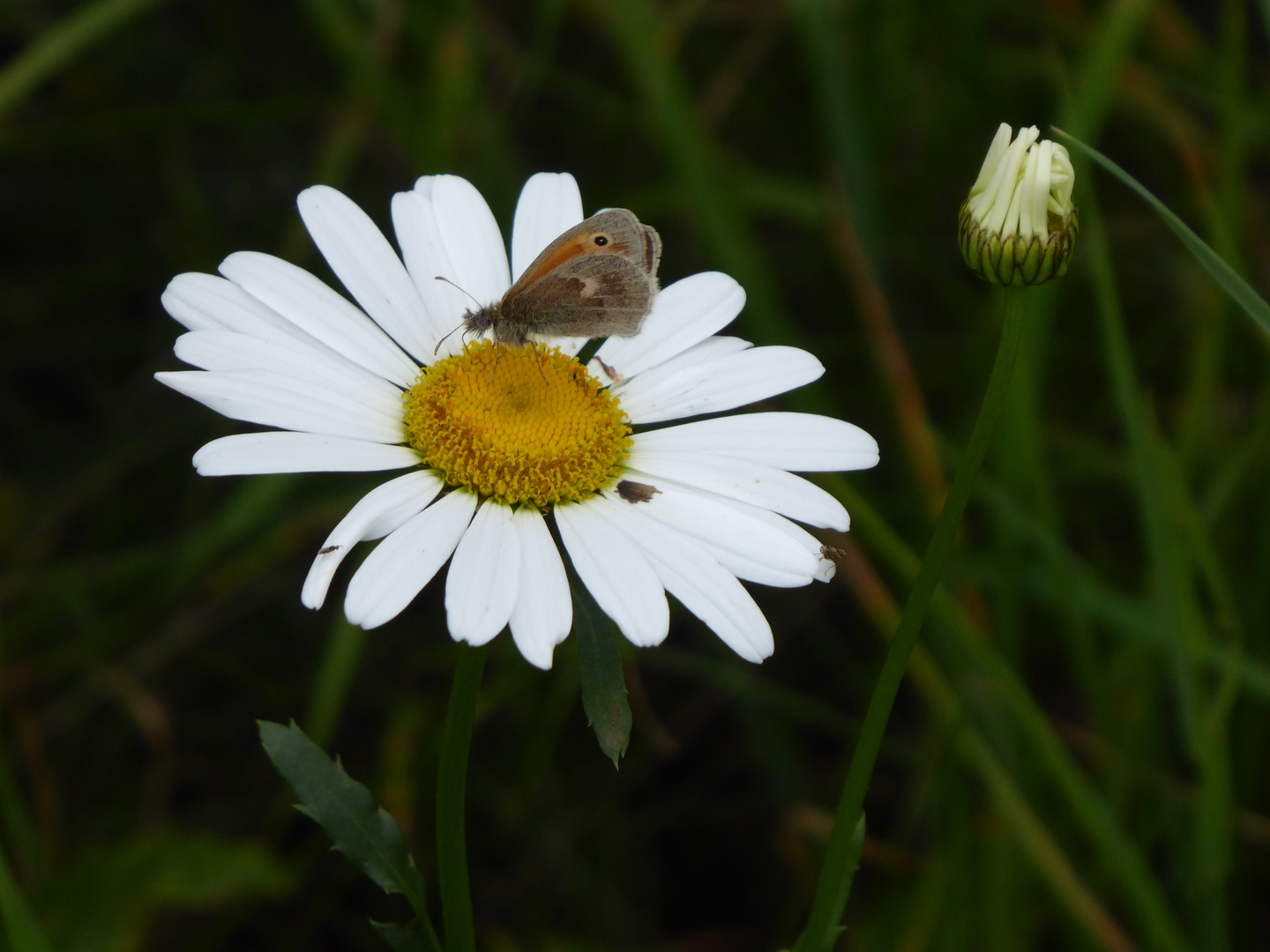 Da blüht doch glatt noch eine Margerite