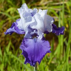 Da blüht sie, die Iris