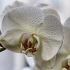 Da blüht sie wieder die Orchidee