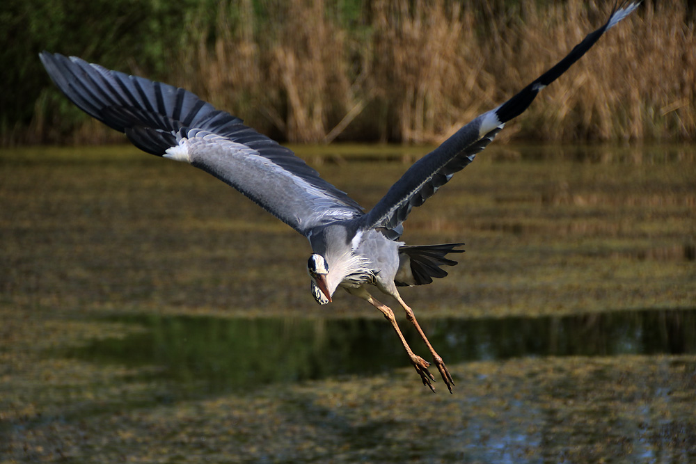 da bot er wieder eine tolle Flug-Show