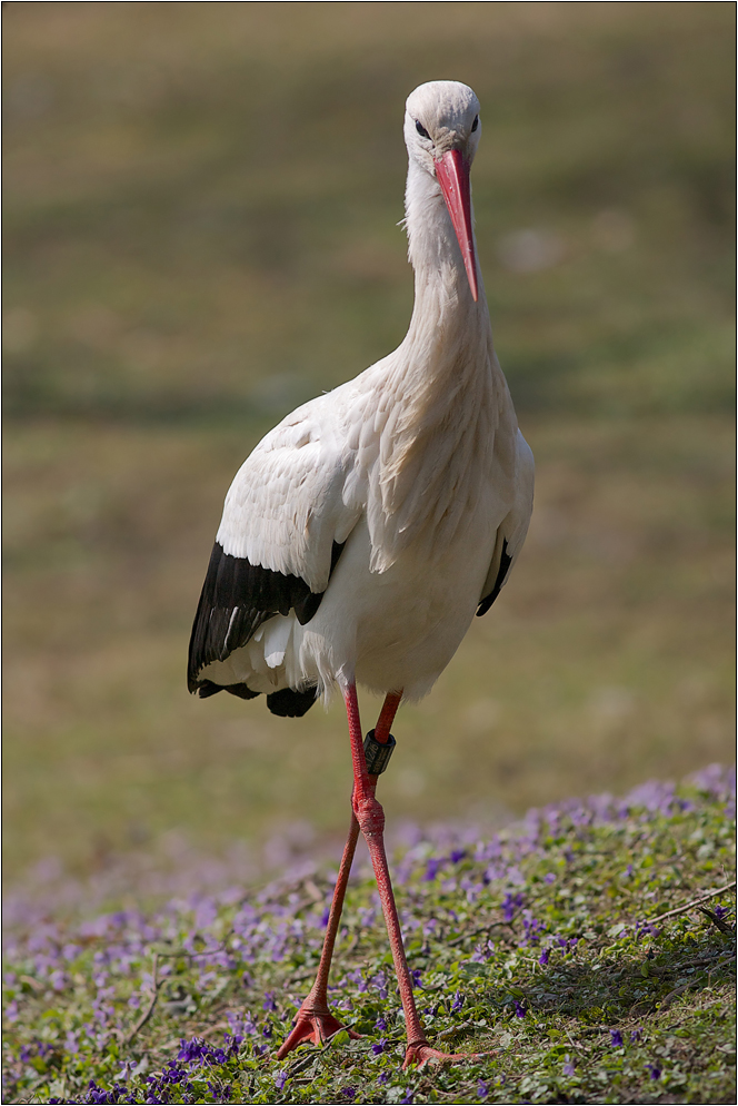 da brat mir einer nen Storch