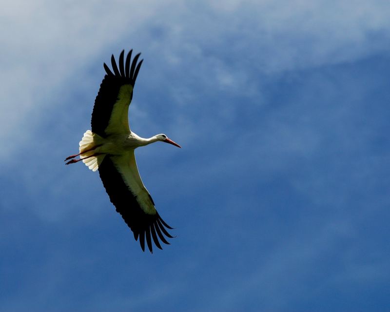 Da brat mir einer nen Storch