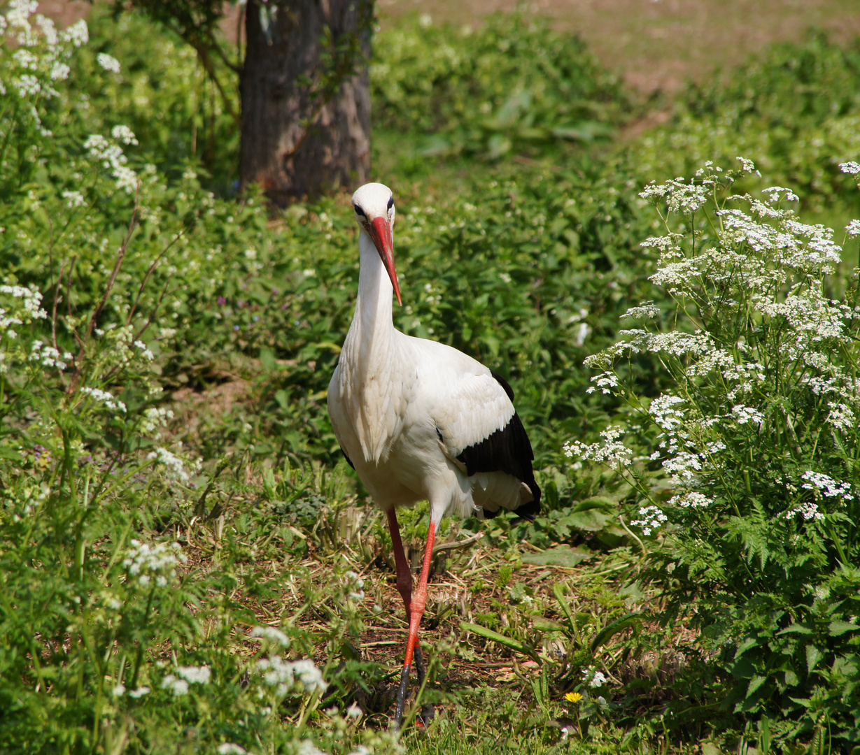 Da brat mir einer 'nen Storch!