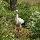 Da brat mir einer 'nen Storch!