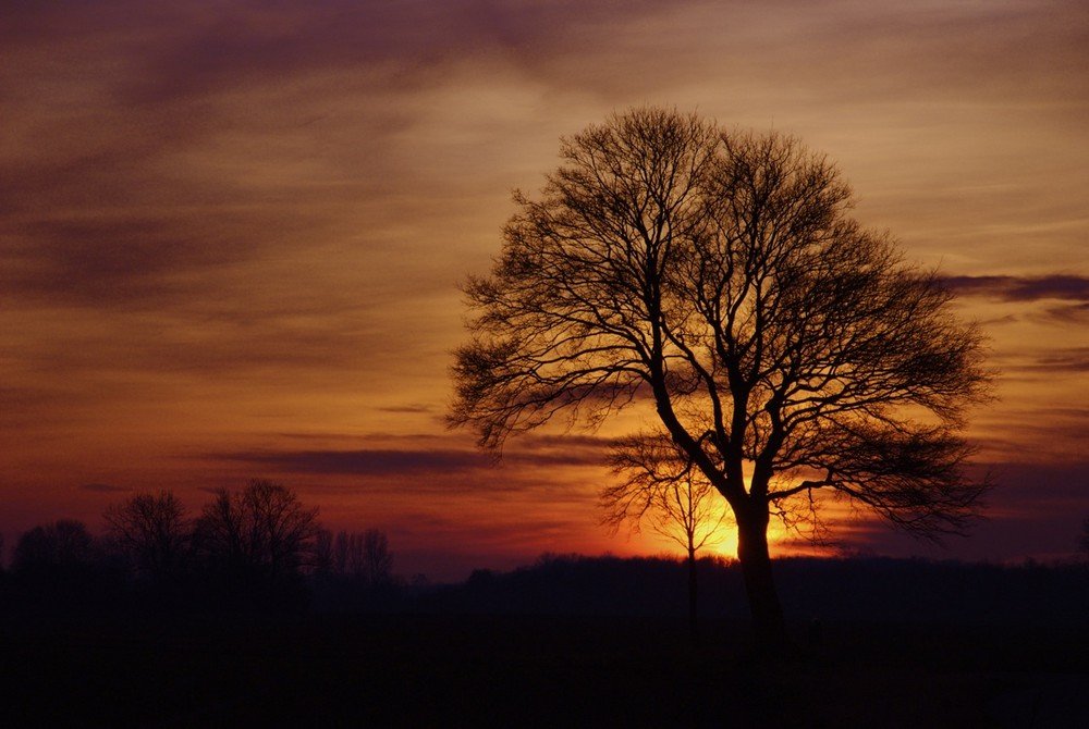 Da brennt der Baum