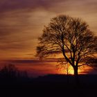 Da brennt der Baum