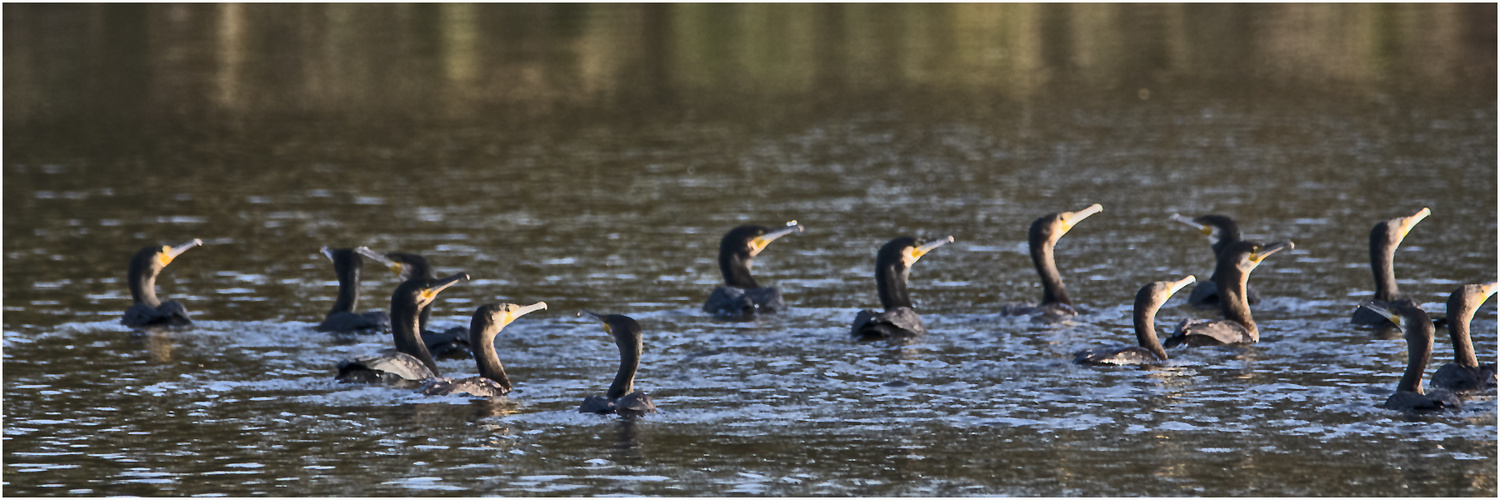 Da brodelte es auf dem Flußnebenarm (Doku) . . .