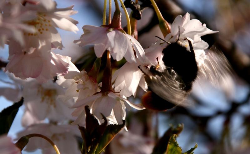 Da brummt der Frühling