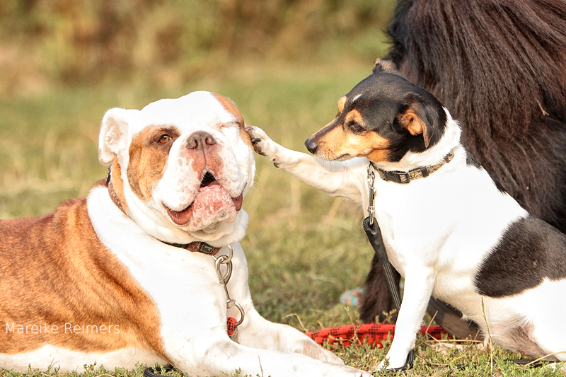 Da c'apo Dog & Jack Russel