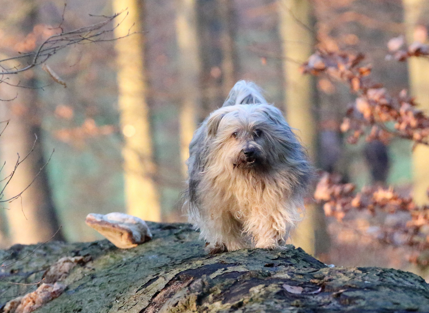 Da-cha auf dem Laufsteg.......