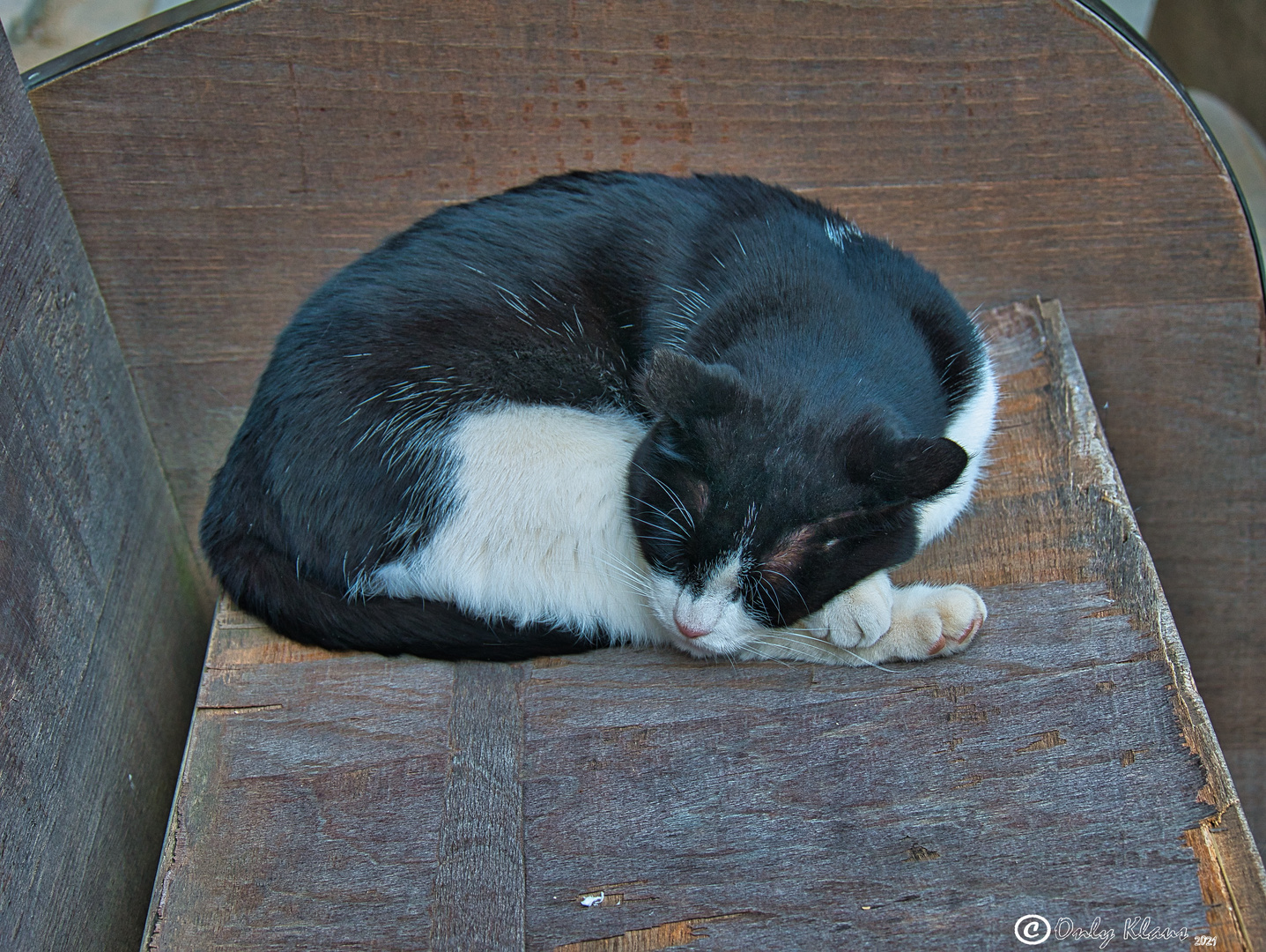 Da darf doch die Klosterkatze nicht fehlen