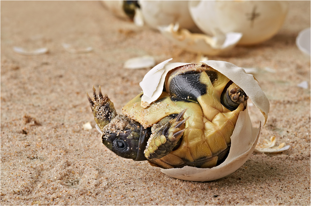 « Da darf man schon mal helfen! - Griechische Landschildkröte beim Schlüpfen »