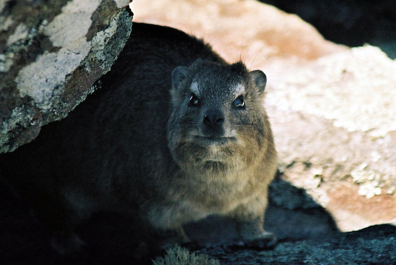 da dassie