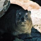 da dassie