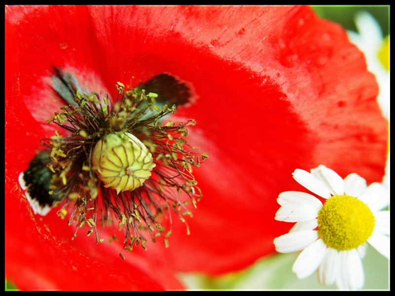 da der Sommer sich verabschiedet hat...