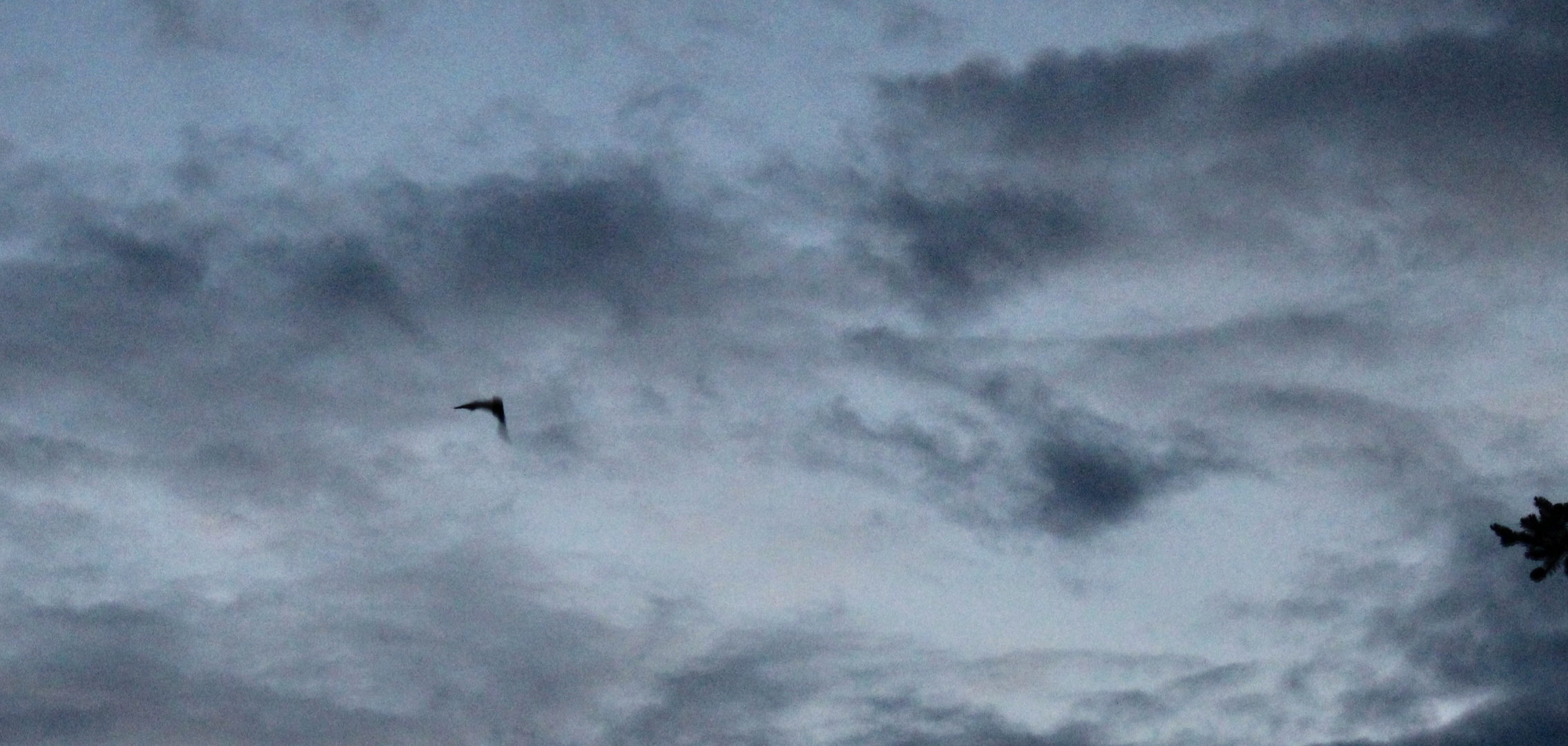 da die mäuse fliegen lernen 